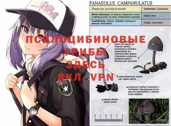 СК Вязьма
